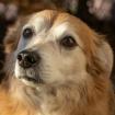 NILS - Dackel-Mix - 12 Jahre - Tierhilfe-Franken e. V.
