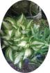 Biete Funkien Hosta Blumen.