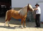 6Jahre alt Haflinger stute hengst und Wallach pferde zu verkaufen.