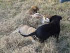 Golden-Retriever-Braken-Mix Welpen suchen ein Zuhause