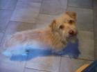 Bubi. 2022 geboren. sucht neues Zuhause