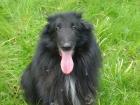 Schäferhund Belgischer Groenendael