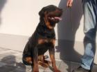 Rottweiler ADRK-Rüde 1Jahr