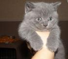 Britisch Langhaar Highlander Britisch Kurzhaar Katze