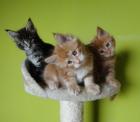 Maine Coon super Kitten