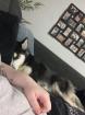 Husky Hündin sucht zuhause