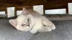 Bkh kitten Weibchen Abgabe bereit