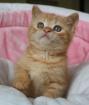 Britisch Kurzhaar Katzenbabys in red abzugeben