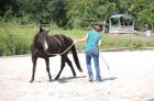 Blidhübsche Paint Horse Stute