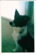 Border Collie 1 Jahr 300 00 VB
