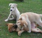 Husky Mischlinge suchen