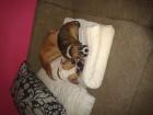 Hallo ich bin die kleine anni ein englischbulldog- Scnauzer mischling suche ein