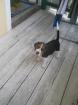 Süsse tricolor Beagle Welpe sucht neue Zuhause -