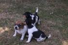 Jack Russel Terrier abzugeben