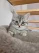 Bkh Kätzchen Jungen Black Silver Tabby Whiskas Bärchen