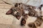 Amely - süßes Maine Coon Kätzchen mit Stammbaum
