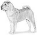 Entspanntes Sharpei Forum lädt ein.