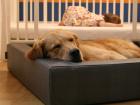 Das gesunde moderne Hundebett CUBE von SLEEPY DOG