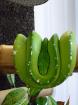 Grüner Baumpython 1. 0 Morelia Viridi Aru 4 Jahre