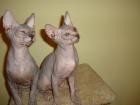 Sphynx Baby