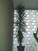 Yucca Palme 3 50 m hoch mit 55cm Stamm