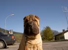 Shar-pei reinrassig deckt gern Ihre Hündin