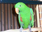 1. 0 Neuguinea Edelpapagei Voliere