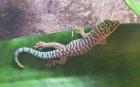 Phelsuma standingi 0 0 2 NZ09 /Parkbörse 20. 9. Leipzig
