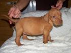 Magyar Vizsla Welpen in Ungarn in der Nähe von Budapest.