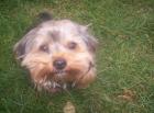 Yorkie Rüde sucht neues zuhause