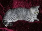 Süße Whiskas-Kätzchen Silbertabbys suchen ein ne