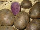 Blaue Kartoffeln Blauer Schwede