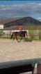 Suche Reitbeteiligung RsP