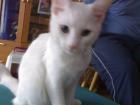 Verschenke katze