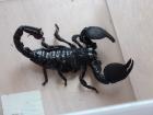Kaiserskorpione P. imperator zu verkaufen