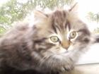 Perserkater geb. 19. Juni 2022