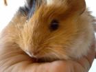Meerschweinchen