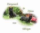 2 liebe und verschmuste Sibirische Kater