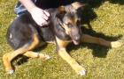 Dexter Schäferhundmix 9 Monate