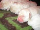 Knuffige Labradorwelpen blond