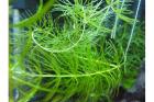 Anti-Algen Aquarienpflanzen 4 Sorten 100 St. portofrei