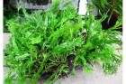 Windelov Farn MICROSORUM PTEROPUS 5x Portofrei