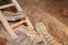 2 Zwergbartagame mit Terrarium zu verkaufen