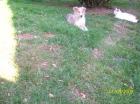 Colliewelpen amerik. Linie