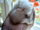 Meerschweinchen