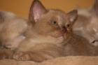 3 Burma Burmesen Kitten Farben creme chocolate lilac-tortie
