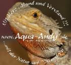 Bartagame - Pogona vitticeps