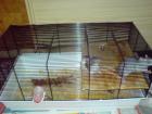 2Ratten Weibchen