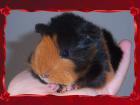 Peruaner Meerschweinchen Baby aus Hobbyzucht Weibl. Stammbaum