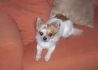 Reinrassiger Langhaar - Chihuahua 1 3Jahre alt